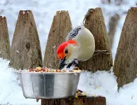 DSCN1133_InPixio.webp