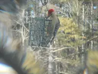 Redbelly 2 .webp