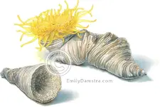 cystiphylloides_americanum-Damstra.webp