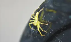 spider.webp