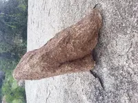 Left shoe.webp