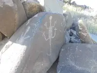 4 lizards.webp