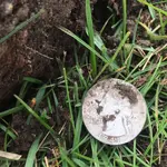 20210426 1941 Silver Quarter.webp