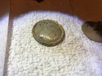 41321button3.webp