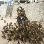 The Sign says please don;t feed the Monkeys.webp