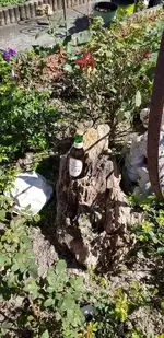 Petrified Rock.webp