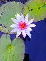 20210304_170702-EFFECTS.webp