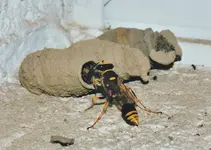 Wasp1.webp