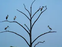 Birds in tree.webp