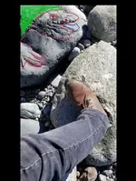Turtle.webp
