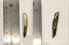 Toothfossil.webp