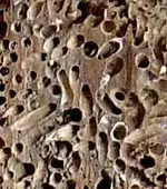 Toledo Worms.webp