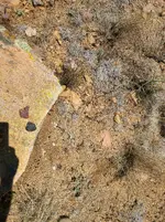 rock.webp
