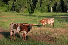 CCLHPNG.webp