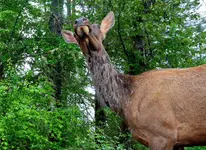 REALCOWPNG.webp
