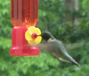 bird1.webp