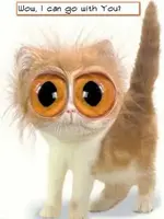 wild-eyed-cat.webp