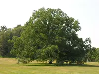 large oak tree.webp