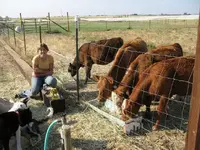 calves10.webp