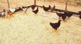 chicks1.webp