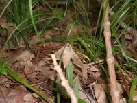 Moth.webp Moth.webp