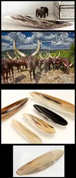 Ankole Horn1.webp Ankole Horn1.webp