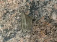 False Embroidered Infantry Insignia.webp