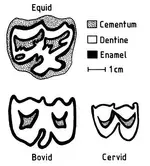 Bovid.webp