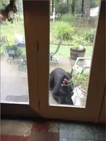 bear on patio.webp