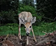 deercropPNG.webp