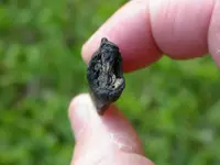 Arrowheads_Asphaltum2.webp