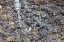 DSCF1614.webp