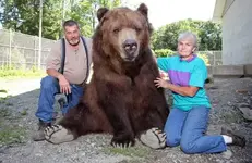 1400Pds of Cuddly.webp