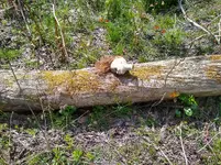 Doll on log.webp Doll on log.webp