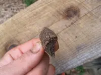 100_0532.webp