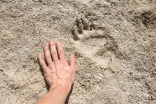 Black-Bear-Hind-Paw-Print_Bryant-Baker.webp
