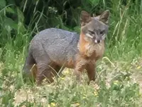 Fox.webp