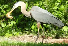 DSCN0905.webp