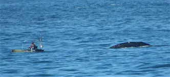 whale kayak.webp