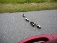 Skunks.webp