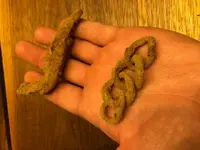 41621chain.webp