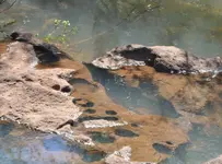 Iguacu.webp