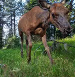 COW2PNG-1.webp