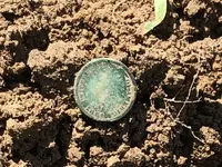 1884 Indian Head - In the Dirt.webp 1884 Indian Head - In the Dirt.webp