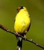 DSCN0552.webp