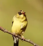 DSCN0557.webp