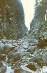 spindlegold2,jpg.webp
