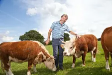 CATERS_MINI_COWS_001.webp