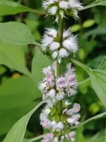 Motherwort.webp