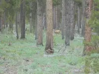 deer.webp